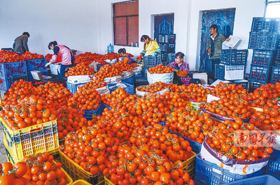 田陽縣西紅柿滯銷困境 農戶無奈傾倒江中，農副產品出路何在？