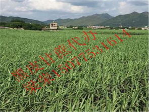 博白縣三灘鎮(zhèn)榮生農副產(chǎn)品購銷部詳情介紹