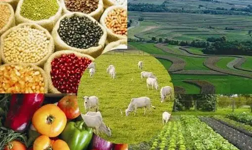 農產(chǎn)品與農副產(chǎn)品的區(qū)別 從田間到餐桌的產(chǎn)業(yè)鏈解析